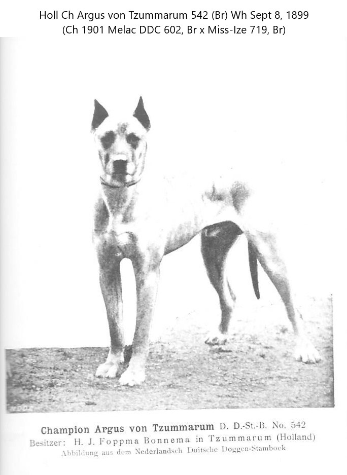 Argus von Tzummarum